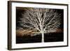 Night Tree-Diane Stimson-Framed Art Print