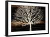 Night Tree-Diane Stimson-Framed Art Print