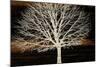 Night Tree-Diane Stimson-Mounted Art Print