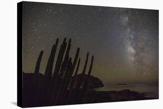 Night View of the Milky Way with Organ Pipe Cactus (Stenocereus Thurberi) in Foreground-Michael Nolan-Stretched Canvas