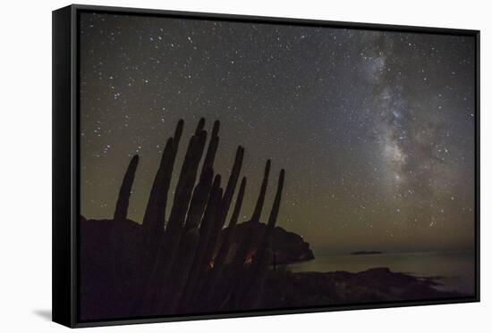 Night View of the Milky Way with Organ Pipe Cactus (Stenocereus Thurberi) in Foreground-Michael Nolan-Framed Stretched Canvas