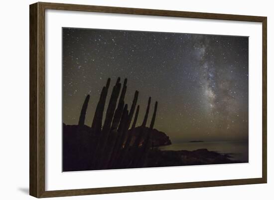 Night View of the Milky Way with Organ Pipe Cactus (Stenocereus Thurberi) in Foreground-Michael Nolan-Framed Photographic Print