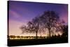 Nightime in Hyde Park, London-Alex Saberi-Stretched Canvas