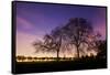 Nightime in Hyde Park, London-Alex Saberi-Framed Stretched Canvas