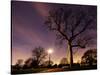 Nightime in Hyde Park, London-Alex Saberi-Stretched Canvas