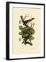 Nightingale, 1833-39-null-Framed Giclee Print