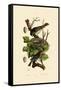 Nightingale, 1833-39-null-Framed Stretched Canvas