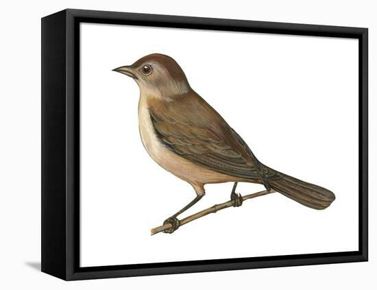 Nightingale (Luscinia Megarhynchos), Birds-Encyclopaedia Britannica-Framed Stretched Canvas