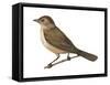 Nightingale (Luscinia Megarhynchos), Birds-Encyclopaedia Britannica-Framed Stretched Canvas