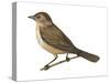 Nightingale (Luscinia Megarhynchos), Birds-Encyclopaedia Britannica-Stretched Canvas