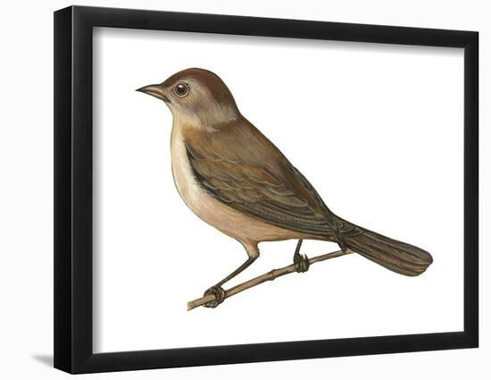 Nightingale (Luscinia Megarhynchos), Birds-Encyclopaedia Britannica-Framed Poster