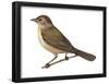 Nightingale (Luscinia Megarhynchos), Birds-Encyclopaedia Britannica-Framed Poster