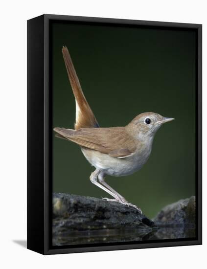 Nightingale (Luscinia Megarhynchos) Pusztaszer, Hungary, May 2008-Varesvuo-Framed Stretched Canvas