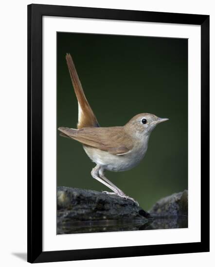 Nightingale (Luscinia Megarhynchos) Pusztaszer, Hungary, May 2008-Varesvuo-Framed Photographic Print