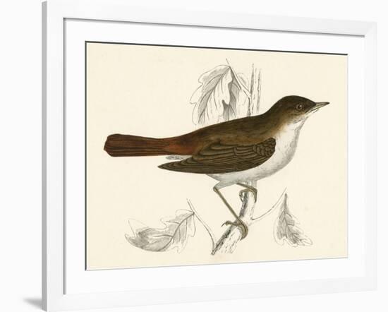 Nightingale, Morris-null-Framed Art Print