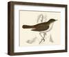 Nightingale, Morris-null-Framed Art Print