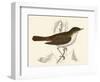 Nightingale, Morris-null-Framed Art Print