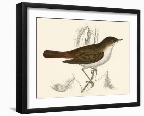 Nightingale, Morris-null-Framed Art Print