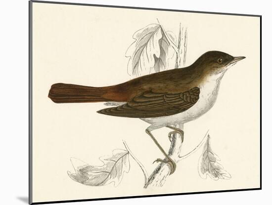 Nightingale, Morris-null-Mounted Art Print