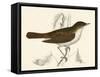 Nightingale, Morris-null-Framed Stretched Canvas