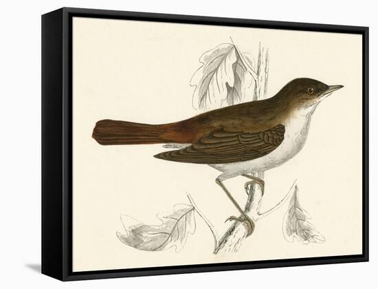 Nightingale, Morris-null-Framed Stretched Canvas