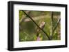 Nightingale singing, Germany-Hermann Brehm-Framed Photographic Print