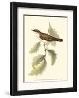 Nightingale-John Gould-Framed Art Print