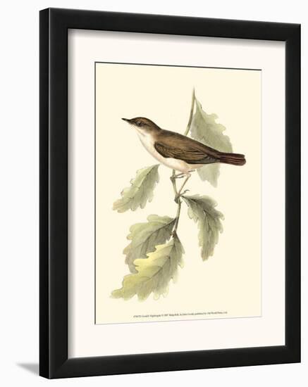 Nightingale-John Gould-Framed Art Print