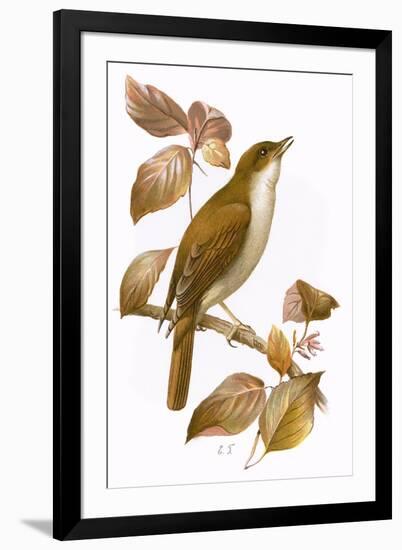 Nightingale-English-Framed Giclee Print