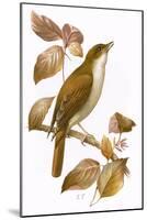 Nightingale-English-Mounted Giclee Print