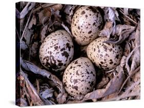Nightjar Nest and Eggs, Thaku River, British Columbia, Canada-Gavriel Jecan-Stretched Canvas