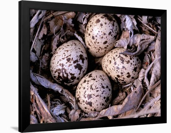 Nightjar Nest and Eggs, Thaku River, British Columbia, Canada-Gavriel Jecan-Framed Premium Photographic Print