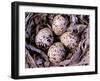 Nightjar Nest and Eggs, Thaku River, British Columbia, Canada-Gavriel Jecan-Framed Photographic Print