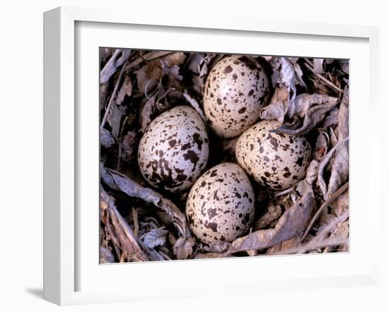 Nightjar Nest and Eggs, Thaku River, British Columbia, Canada-Gavriel Jecan-Framed Photographic Print