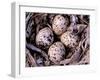 Nightjar Nest and Eggs, Thaku River, British Columbia, Canada-Gavriel Jecan-Framed Photographic Print