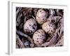 Nightjar Nest and Eggs, Thaku River, British Columbia, Canada-Gavriel Jecan-Framed Photographic Print