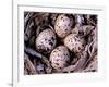 Nightjar Nest and Eggs, Thaku River, British Columbia, Canada-Gavriel Jecan-Framed Photographic Print