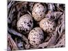 Nightjar Nest and Eggs, Thaku River, British Columbia, Canada-Gavriel Jecan-Mounted Photographic Print