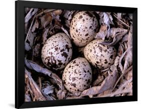 Nightjar Nest and Eggs, Thaku River, British Columbia, Canada-Gavriel Jecan-Framed Photographic Print