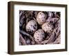 Nightjar Nest and Eggs, Thaku River, British Columbia, Canada-Gavriel Jecan-Framed Photographic Print