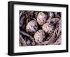 Nightjar Nest and Eggs, Thaku River, British Columbia, Canada-Gavriel Jecan-Framed Photographic Print