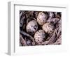 Nightjar Nest and Eggs, Thaku River, British Columbia, Canada-Gavriel Jecan-Framed Photographic Print