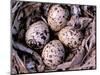 Nightjar Nest and Eggs, Thaku River, British Columbia, Canada-Gavriel Jecan-Mounted Photographic Print