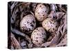 Nightjar Nest and Eggs, Thaku River, British Columbia, Canada-Gavriel Jecan-Stretched Canvas