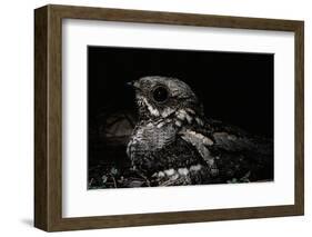 Nightjar on Ground, Woodland, Spain (Caprimulgus Europaeus)-null-Framed Photographic Print