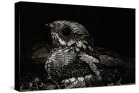 Nightjar on Ground, Woodland, Spain (Caprimulgus Europaeus)-null-Stretched Canvas