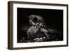 Nightjar on Ground, Woodland, Spain (Caprimulgus Europaeus)-null-Framed Photographic Print