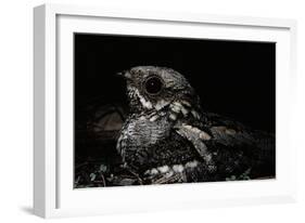 Nightjar on Ground, Woodland, Spain (Caprimulgus Europaeus)-null-Framed Photographic Print