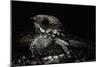 Nightjar on Ground, Woodland, Spain (Caprimulgus Europaeus)-null-Mounted Photographic Print