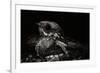 Nightjar on Ground, Woodland, Spain (Caprimulgus Europaeus)-null-Framed Photographic Print